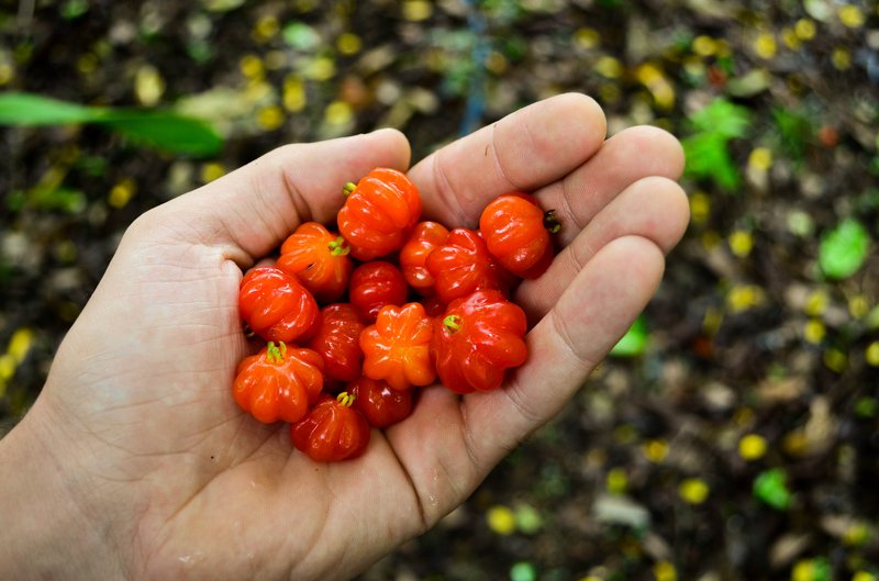 Surinam Cherry photo 6