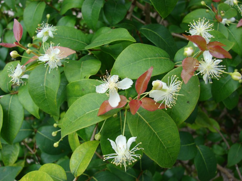 Surinam Cherry photo 7