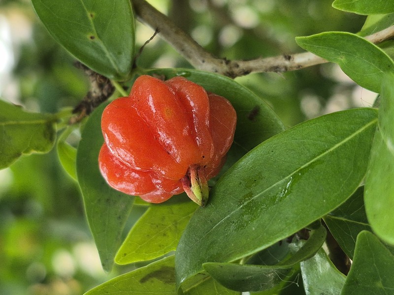 Surinam Cherry