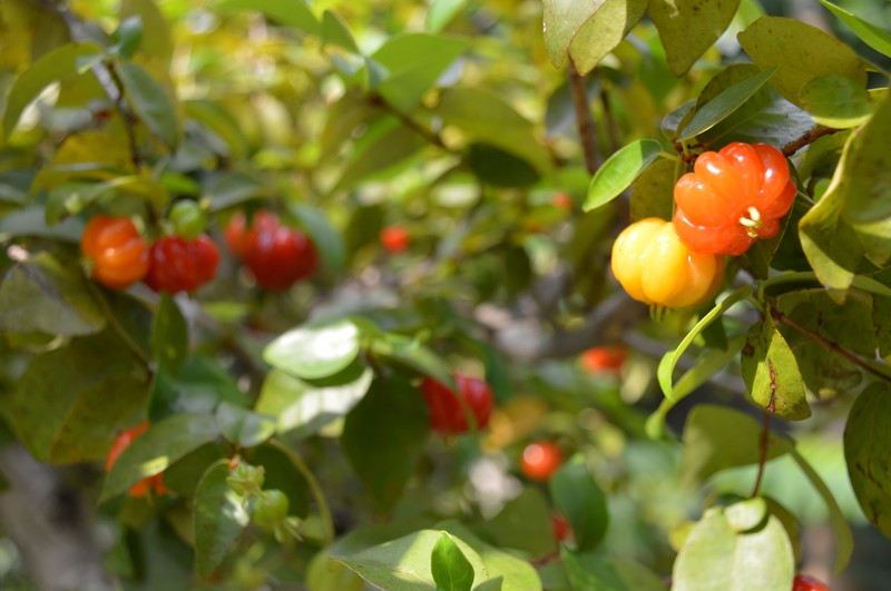Surinam Cherry photo 8