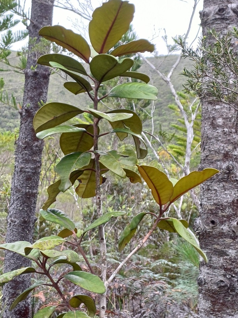 Eugenia veillonii photo 2