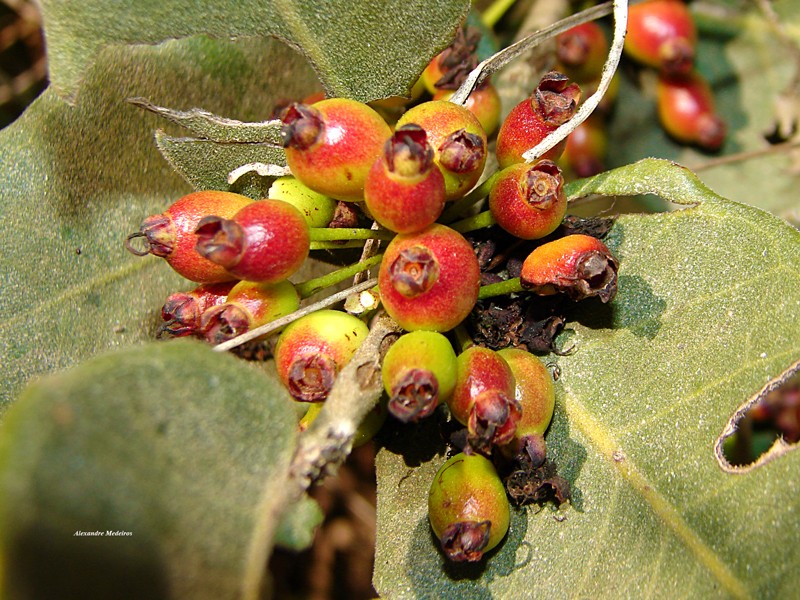 Eugenia velutifolia