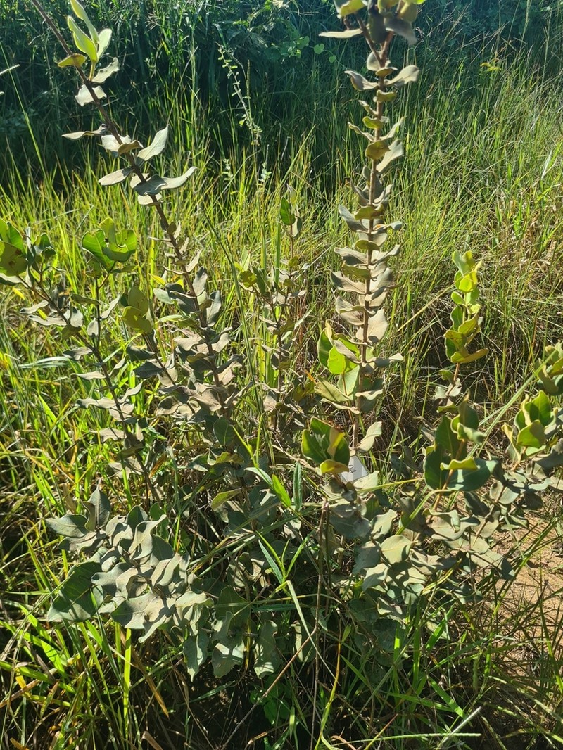 Eugenia velutifolia photo 2