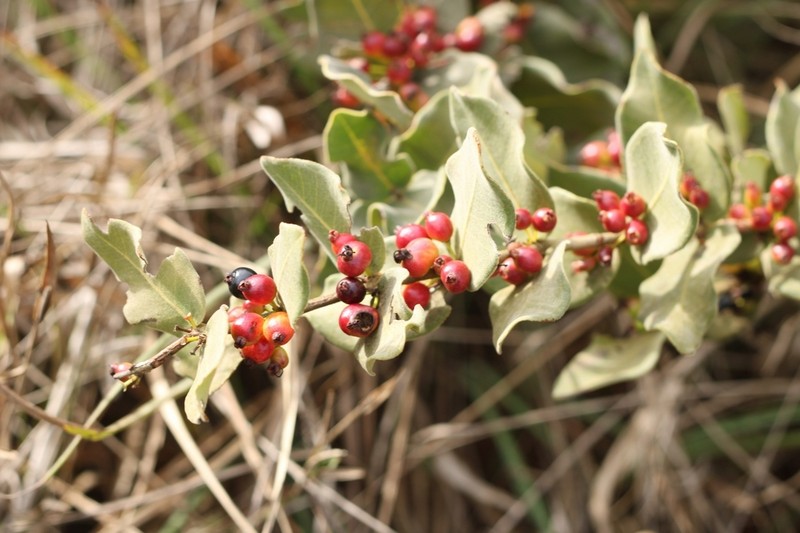 Eugenia velutifolia photo 3