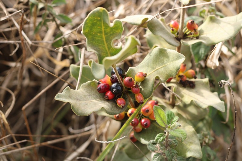 Eugenia velutifolia photo 7