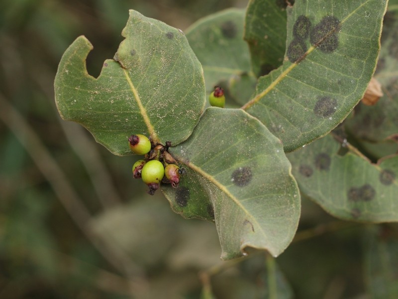 Eugenia velutifolia photo 8