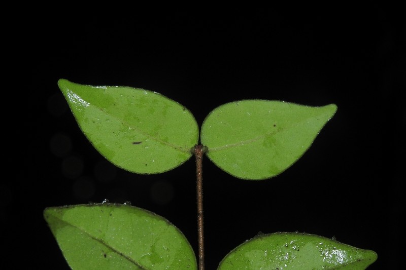 Eugenia veraguensis