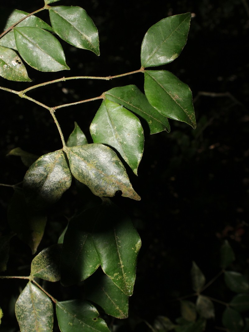 Eugenia veraguensis photo 2