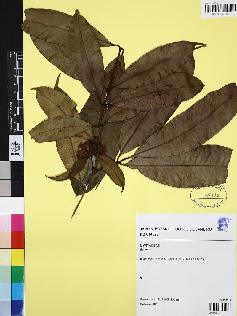 Eugenia xinguana
