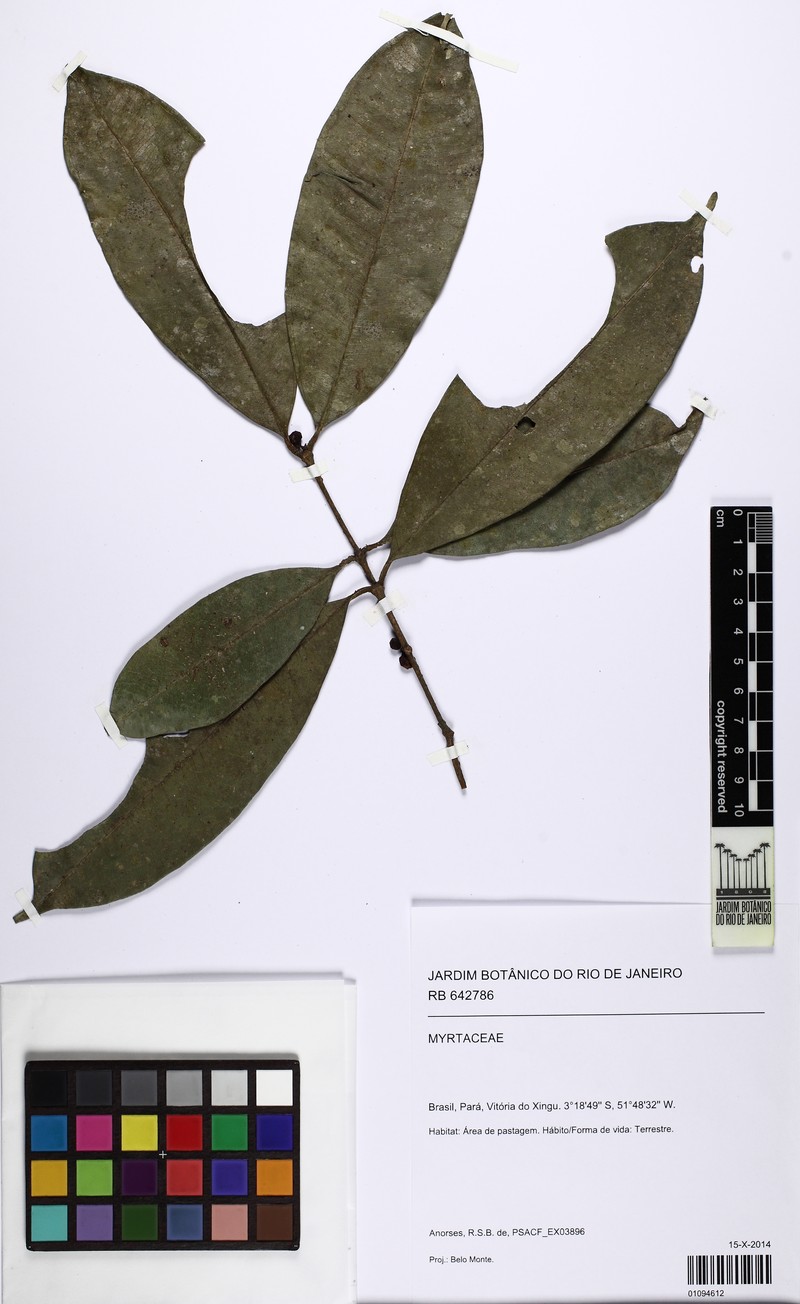 Eugenia xinguana photo 2