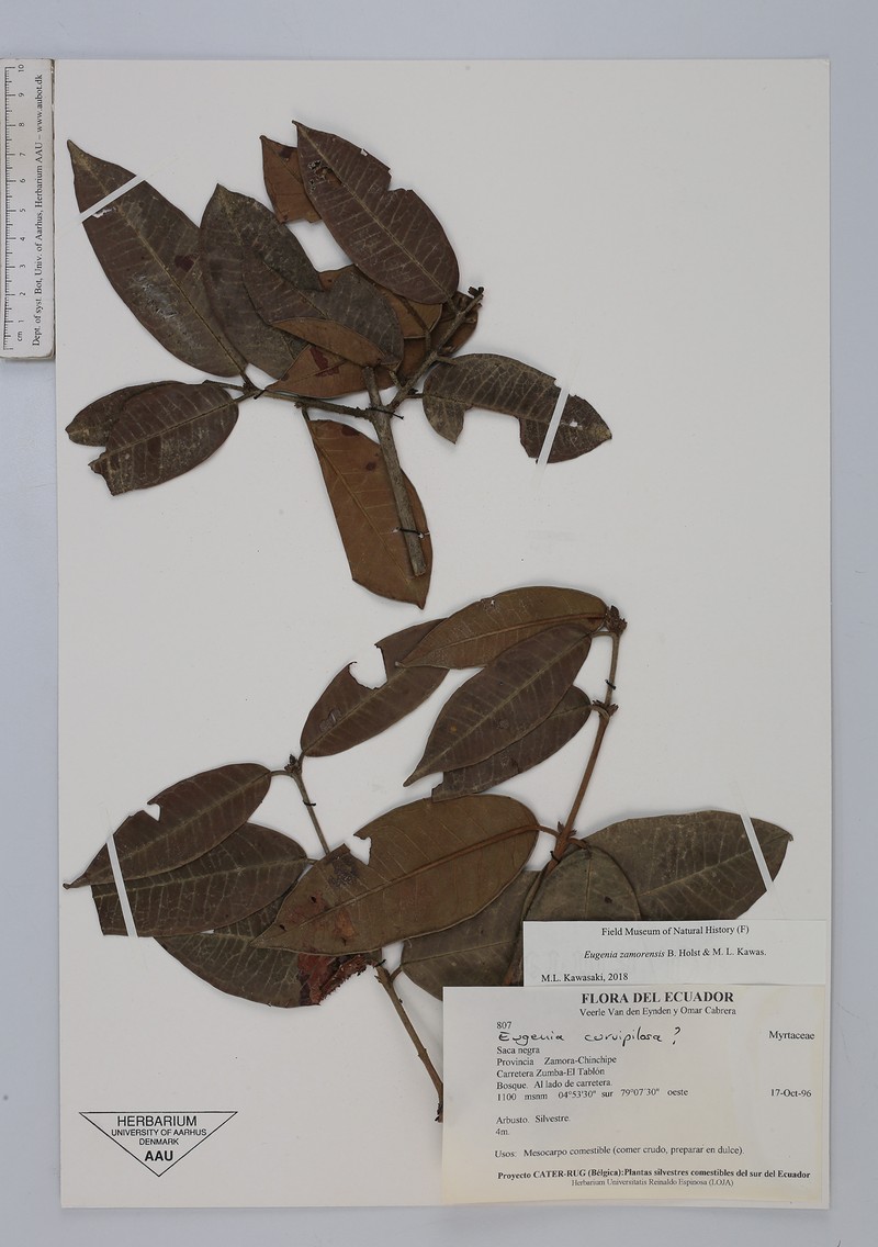 Eugenia zamorensis