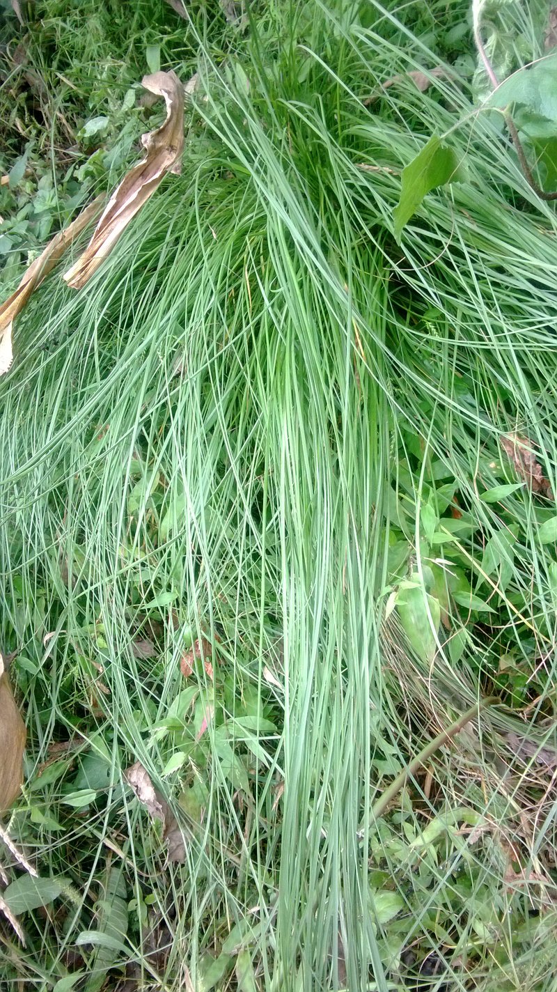 Sabaigrass