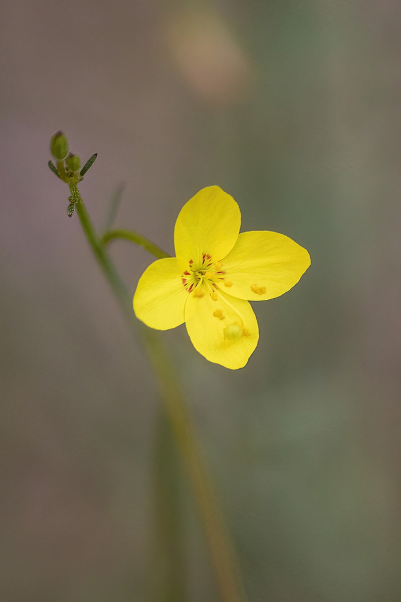 California Suncup photo 6