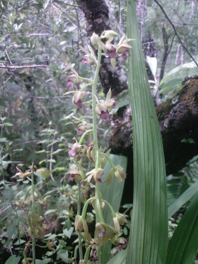 Wild Coco photo 4