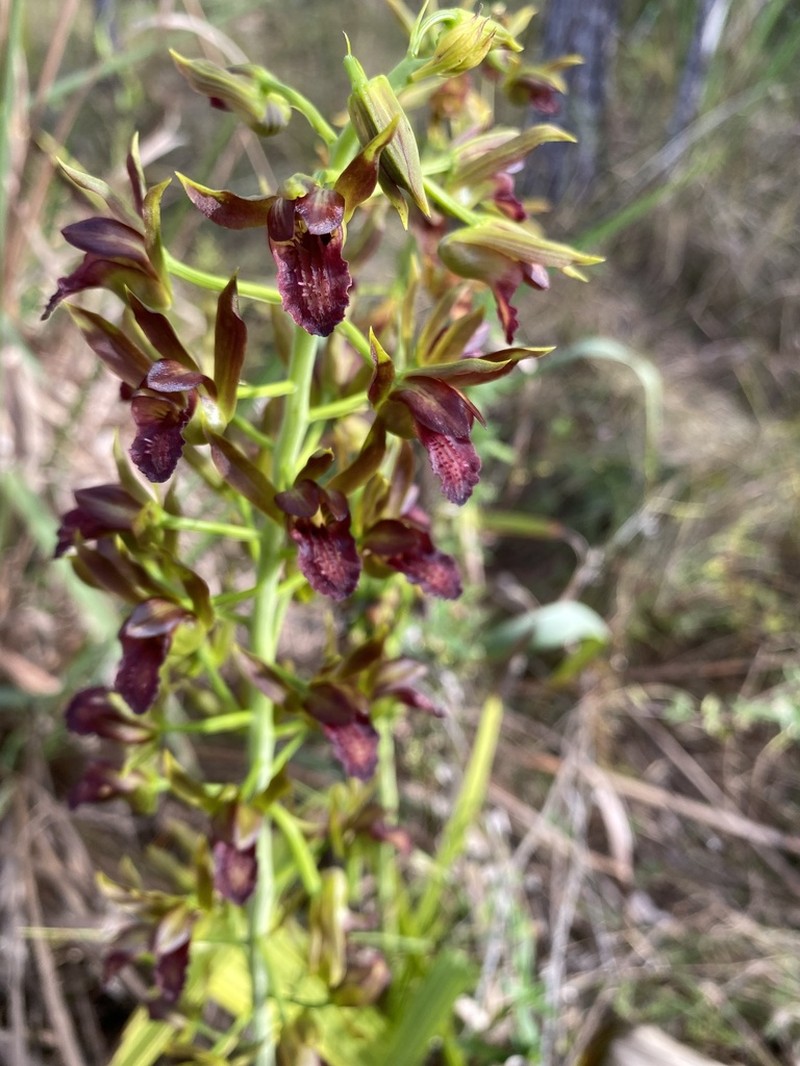 Wild Coco photo 6