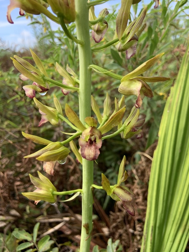 Wild Coco photo 8