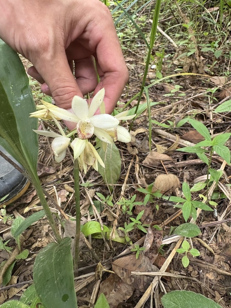 Eulophia citrina