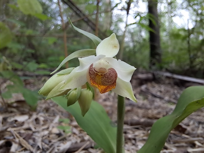 Eulophia citrina photo 2