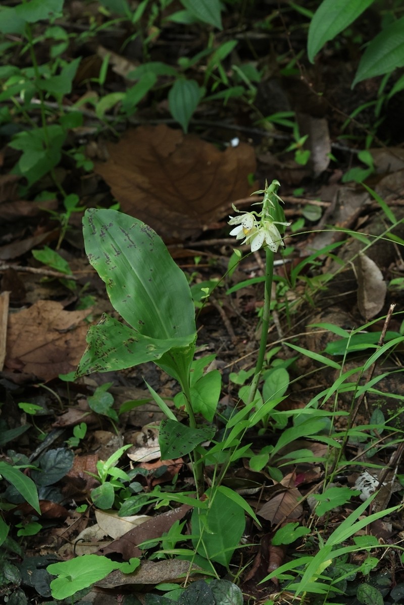 Eulophia citrina photo 4