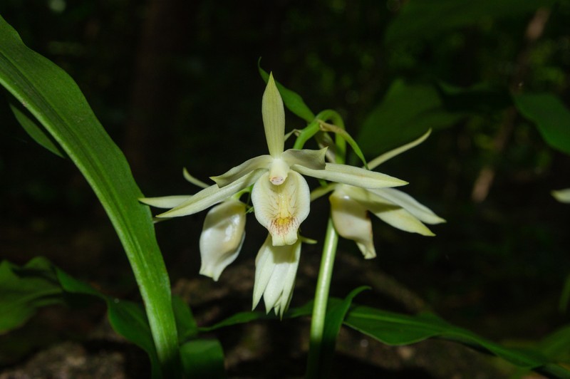 Eulophia citrina photo 7