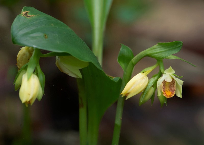 Eulophia citrina photo 8