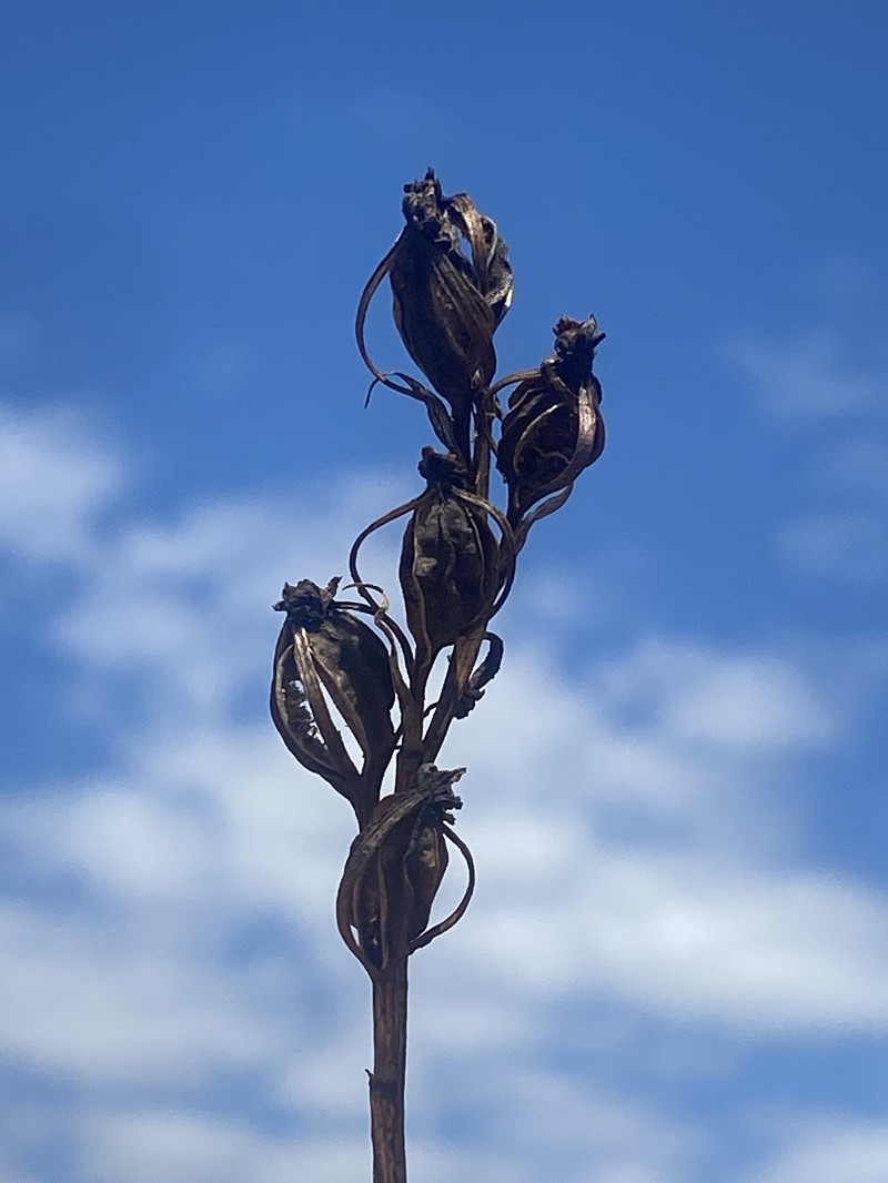 Giant Orchid