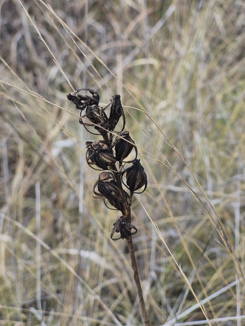 Giant Orchid photo 2