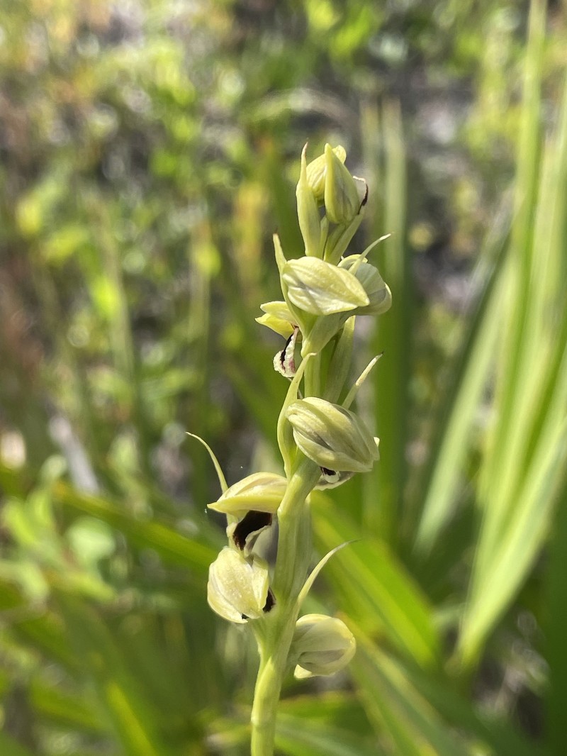 Giant Orchid photo 3