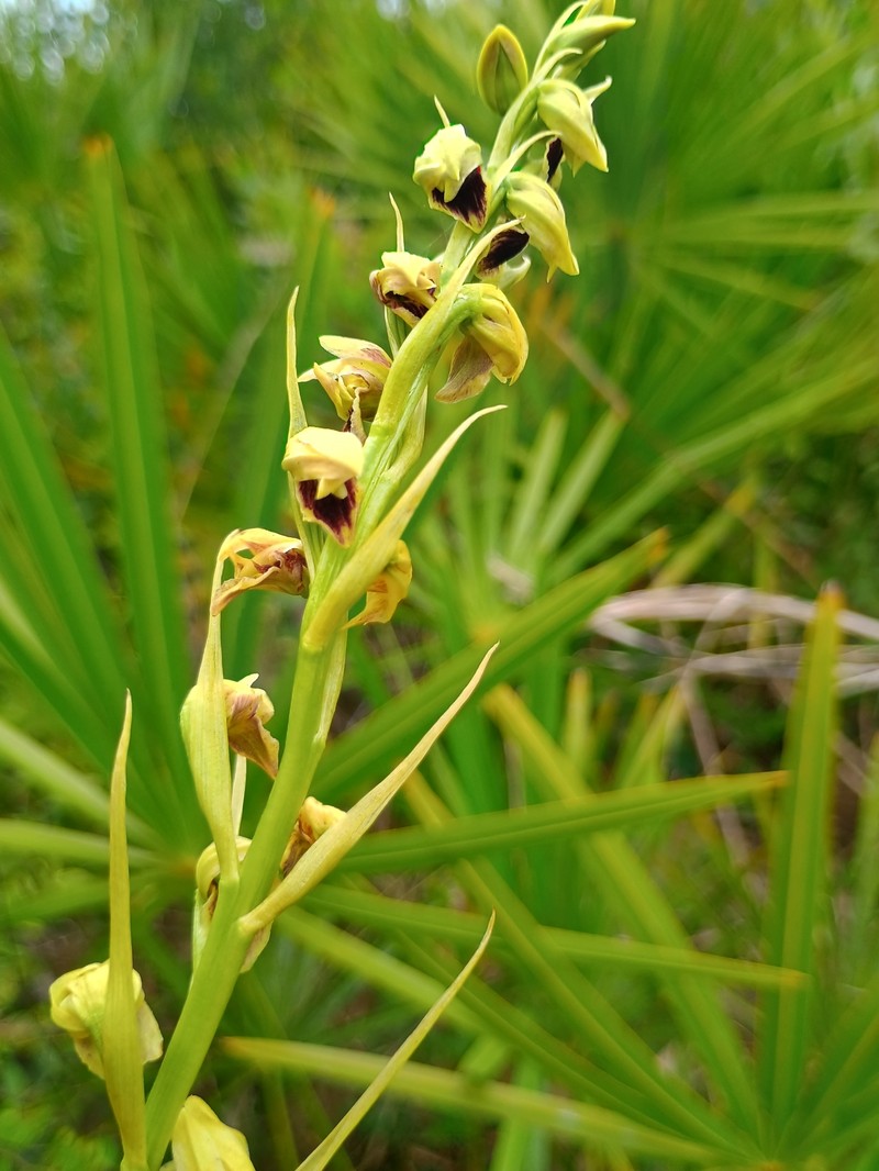 Giant Orchid photo 4