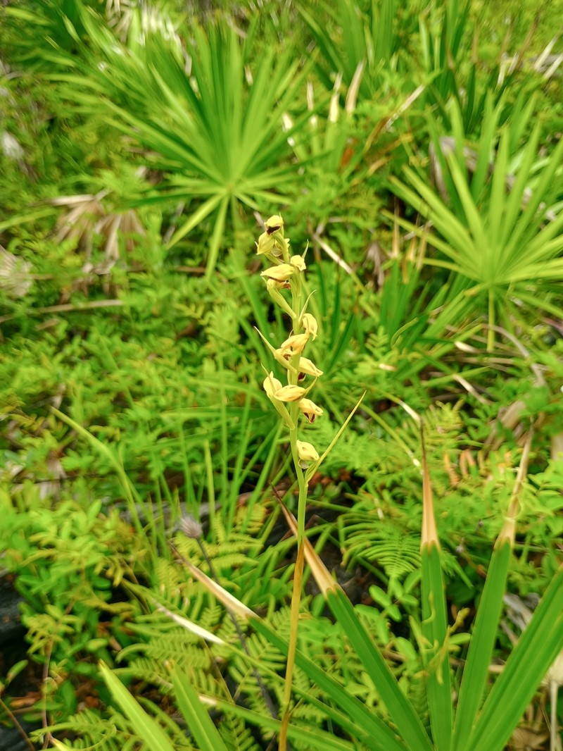 Giant Orchid photo 5