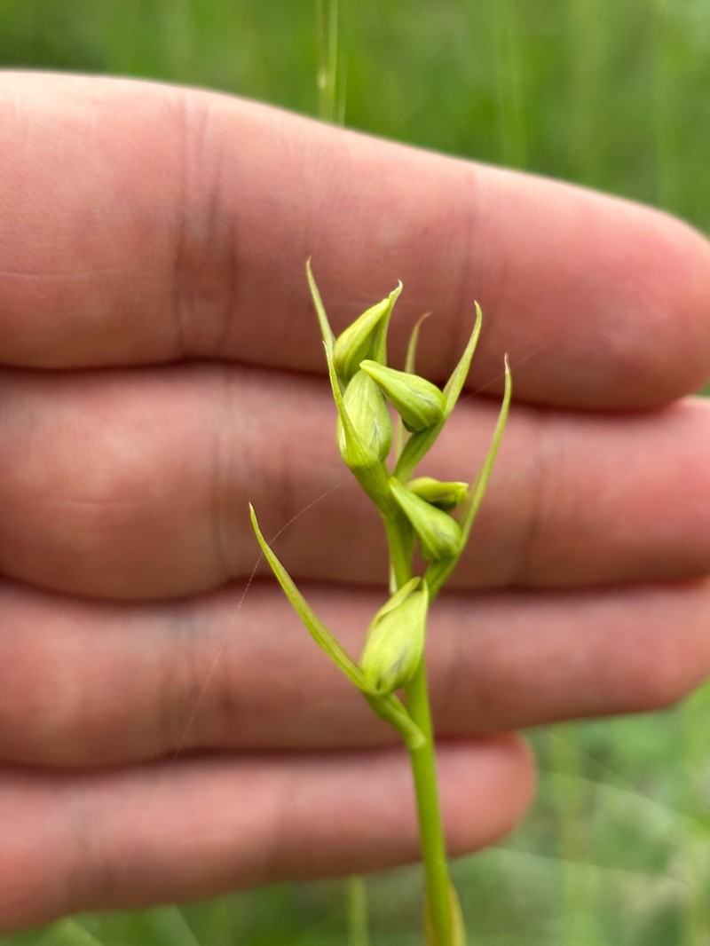 Giant Orchid photo 6