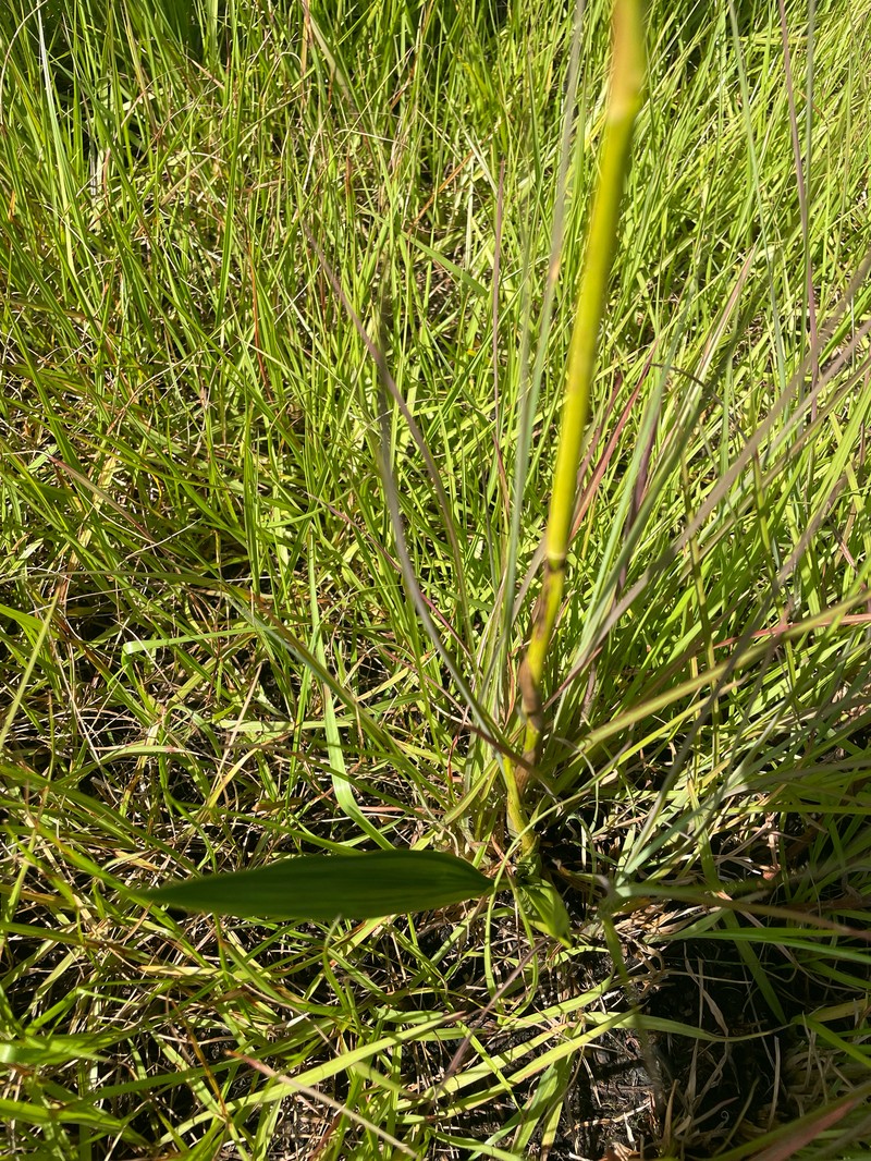 Giant Orchid photo 8