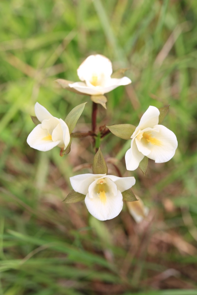 Eulophia edwardii