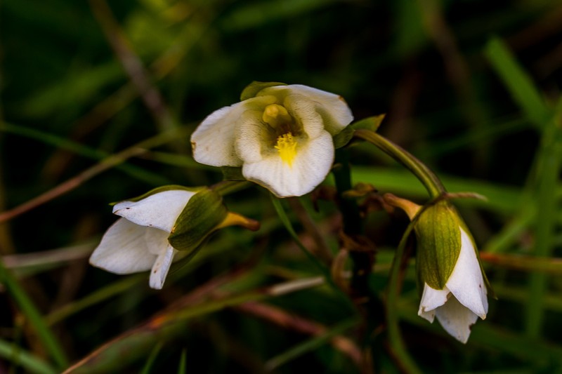 Eulophia edwardii photo 3