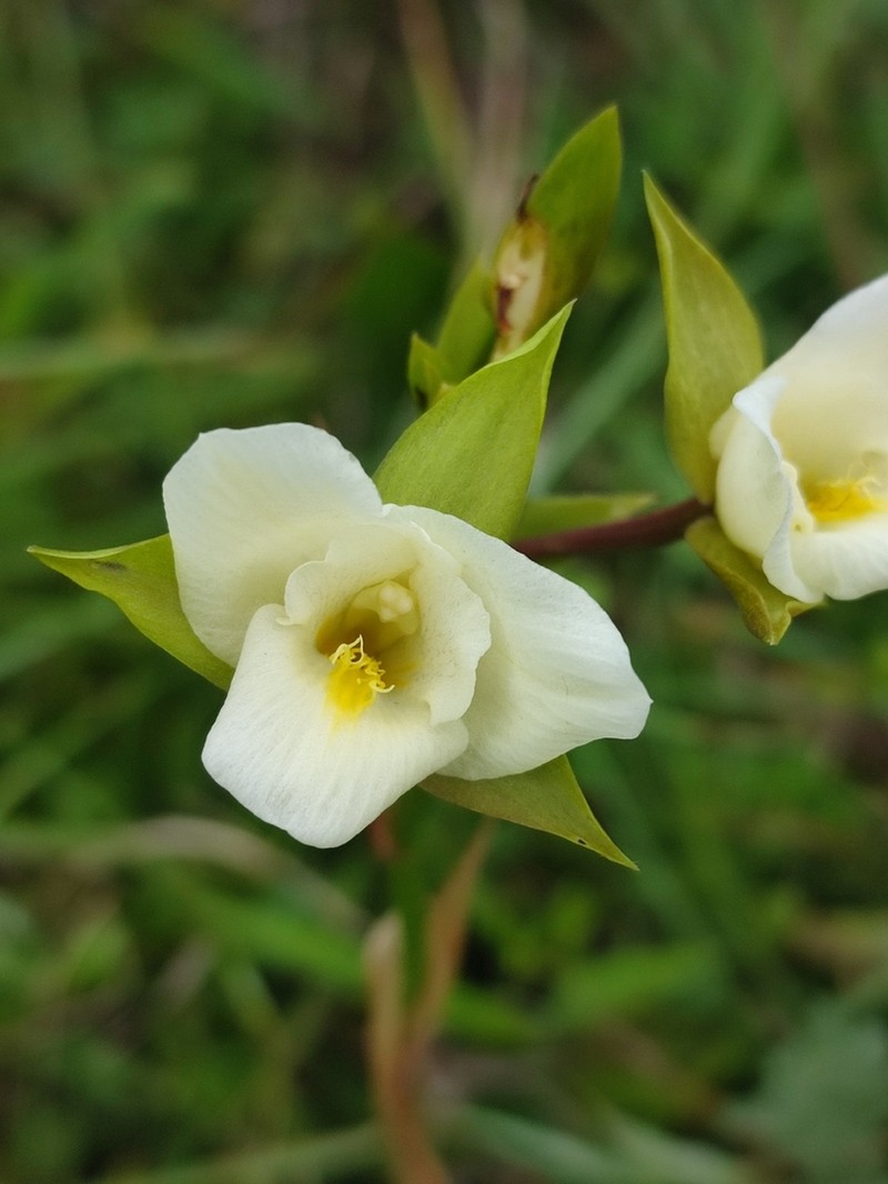 Eulophia edwardii photo 5