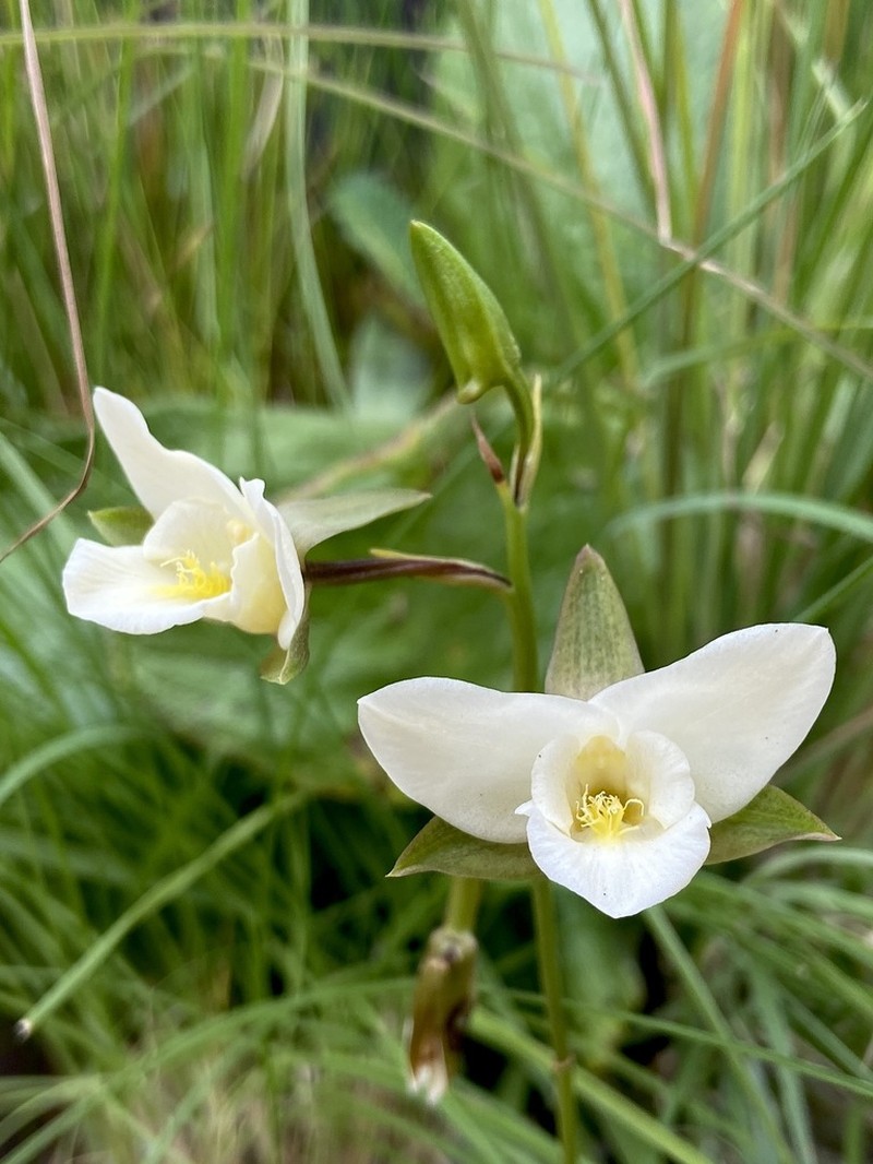 Eulophia edwardii photo 6