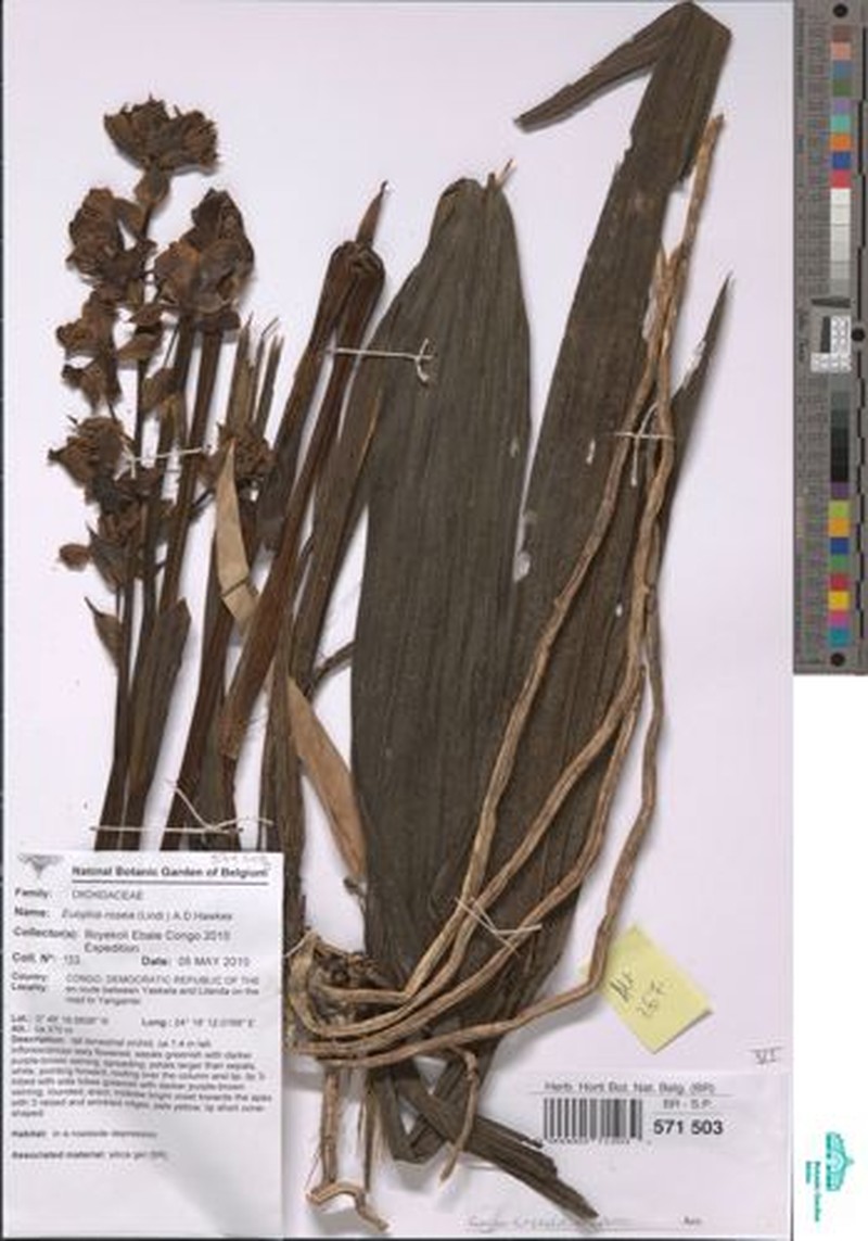 Eulophia horsfallii subsp. horsfallii