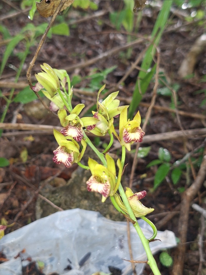 Eulophia lagaligo photo 3