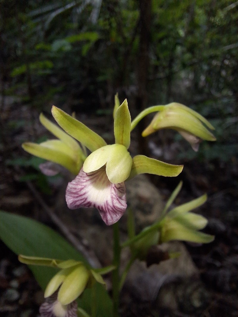 Eulophia lagaligo photo 4