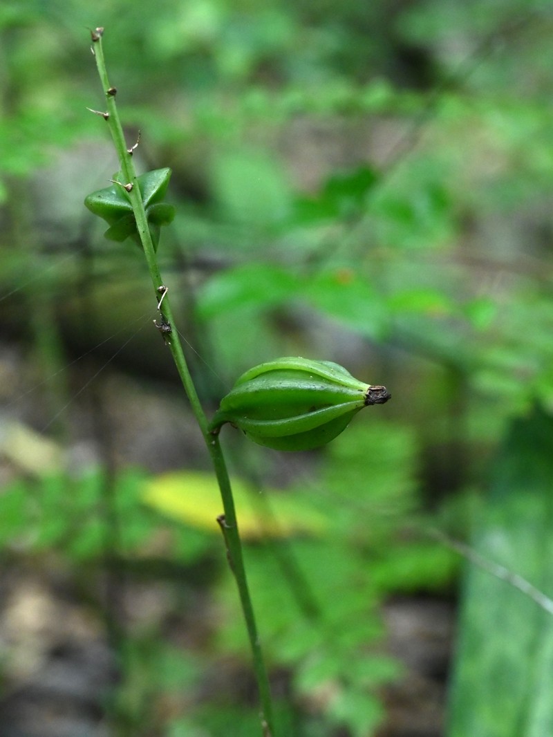 Monk Orchid photo 2