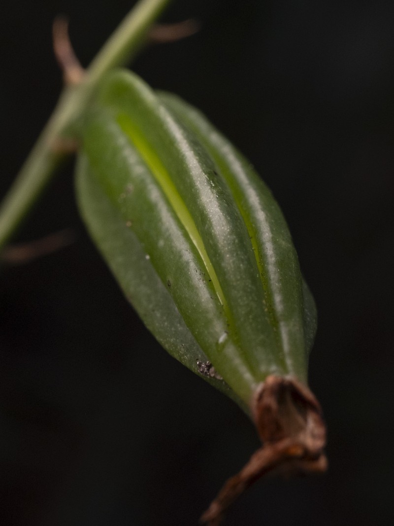 Monk Orchid photo 3