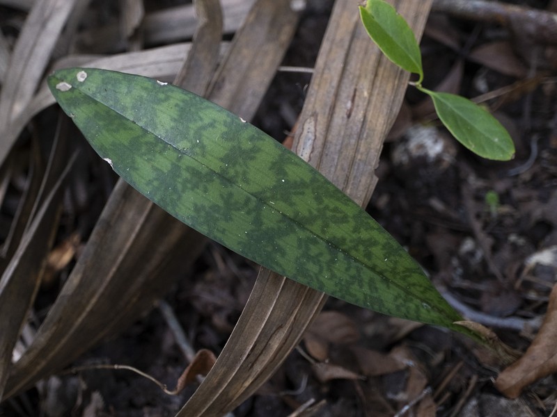 Monk Orchid photo 4