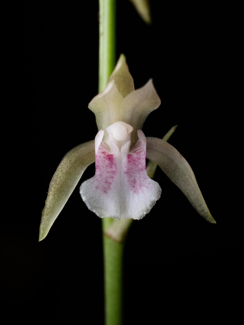 Monk Orchid photo 5