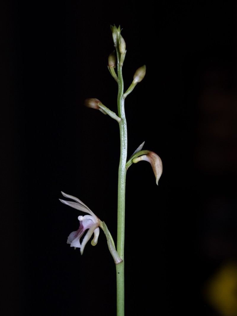 Monk Orchid photo 6