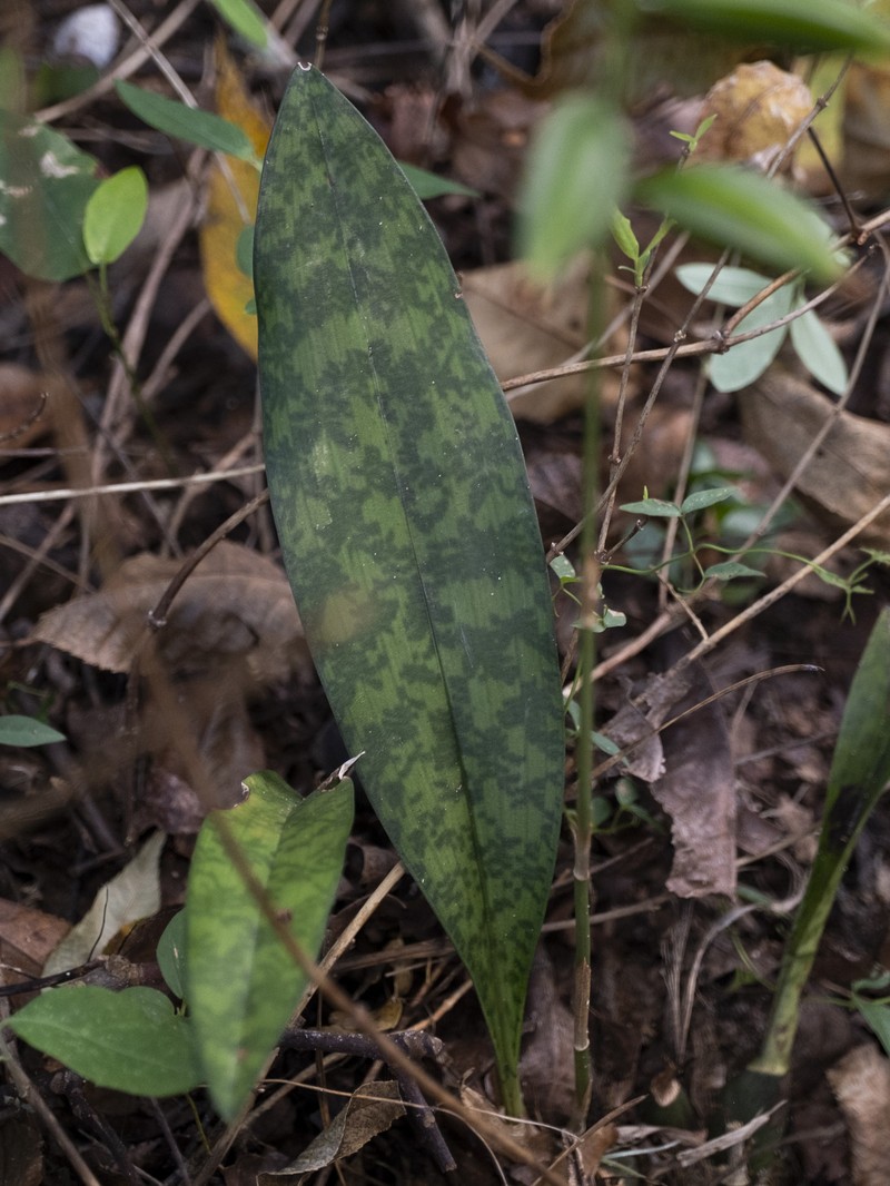 Monk Orchid photo 7