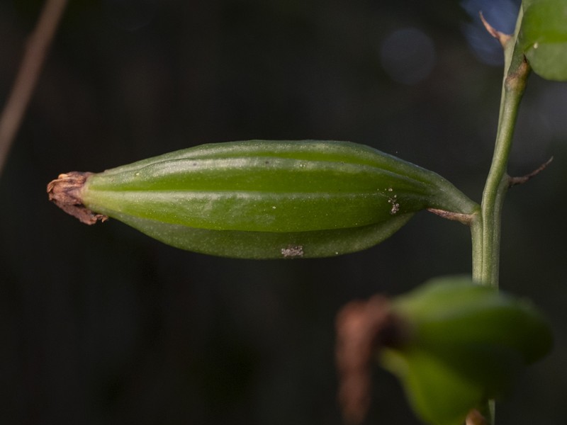 Monk Orchid photo 8