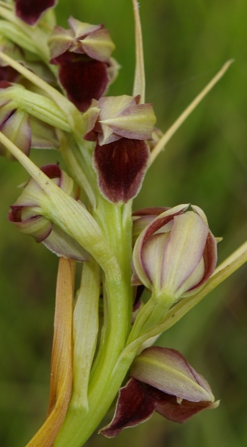 Eulophia pottsii