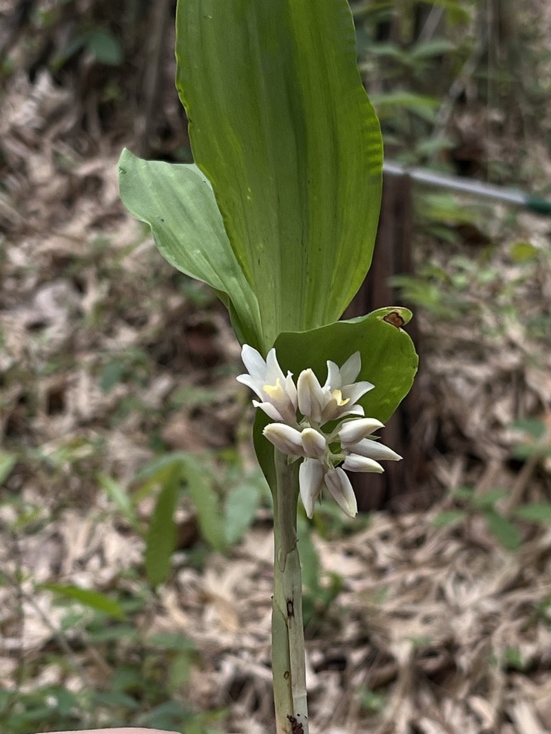 Eulophia pulchella