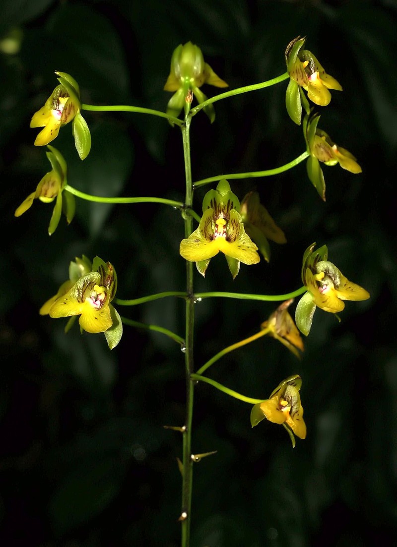 Eulophia pulchra photo 2