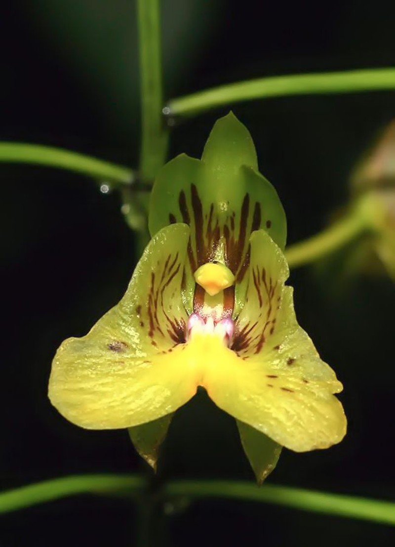 Eulophia pulchra photo 3